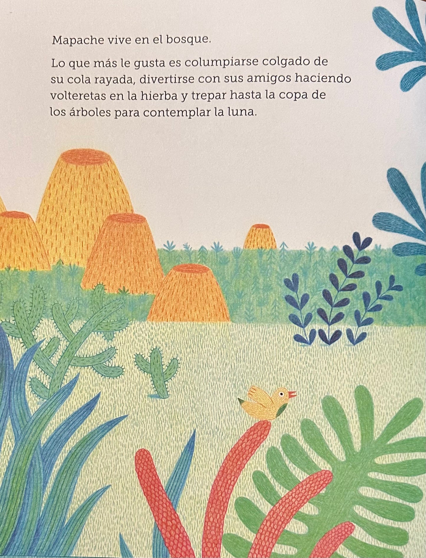 Mapache quiere ser el primero